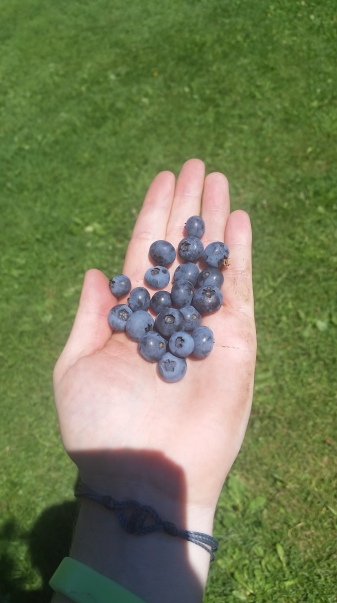 Pick your own blueberries at the cookie lady's house. These came from the same bushes as the blueberries from the morning's pancakes carried by a forward thinking SOBO.